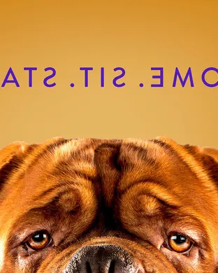 Westminster Kennel Club Dog Show New York